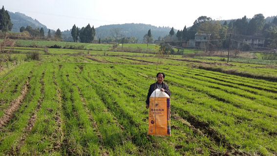 小麦基地机播施用比利夫复合肥使用效果回访-1.jpg