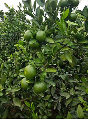 图 (2).jpg 图 (2).jpg